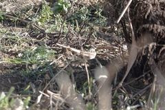 Emberiza spodocephala