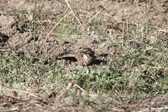 Pterorhinus lanceolatus