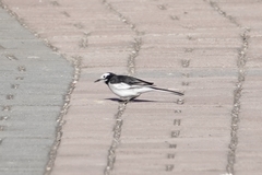 Motacilla alba