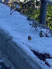 Parus major