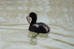Fulica atra