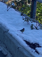 Parus major