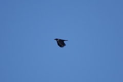 Corvus corone