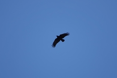 Corvus corone