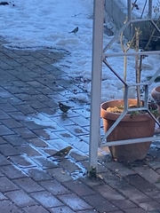 Parus major