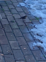 Fringilla coelebs