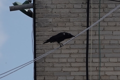 Corvus