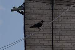 Corvus