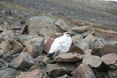 Lagopus muta hyperborea