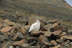 Lagopus muta hyperborea