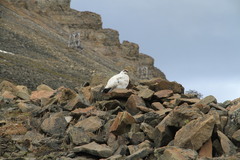 Lagopus muta hyperborea