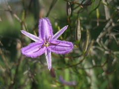 Thysanotus kalbarriensis