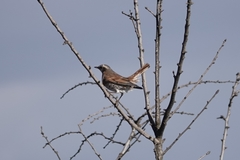 Turdus eunomus