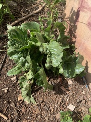 Beta vulgaris