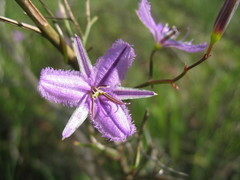Thysanotus kalbarriensis