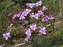 Thysanotus kalbarriensis