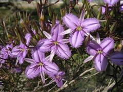 Thysanotus kalbarriensis
