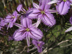 Thysanotus kalbarriensis