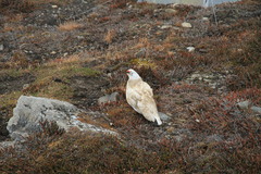 Lagopus muta hyperborea