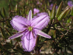 Thysanotus kalbarriensis