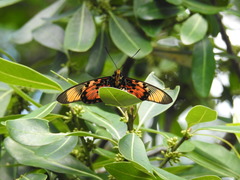Pseudacraea boisduvalii