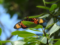 Pseudacraea boisduvalii