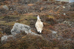 Lagopus muta hyperborea