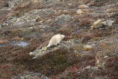 Lagopus muta hyperborea