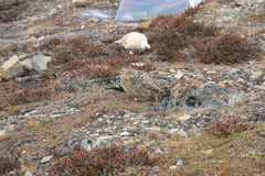 Lagopus muta hyperborea