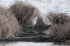 Ardea cinerea