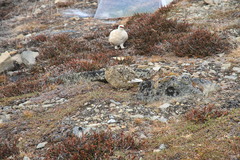 Lagopus muta hyperborea