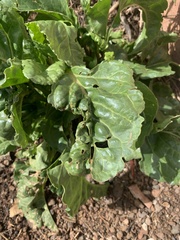 Beta vulgaris