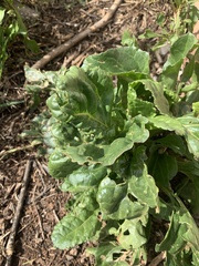 Beta vulgaris