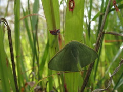 Euloxia pyropa