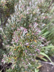 Acrothamnus montanus