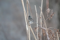 Emberiza spodocephala