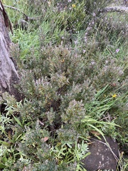 Acrothamnus montanus