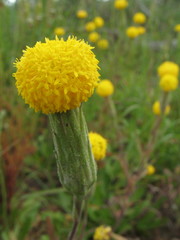 Podotheca gnaphalioides