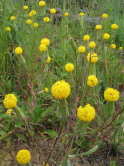 Podotheca gnaphalioides