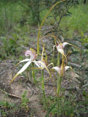 Caladenia longicauda