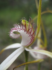 Caladenia longicauda