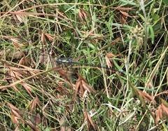 Austroargiolestes icteromelas