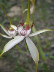 Caladenia longicauda