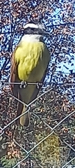 Pitangus sulphuratus