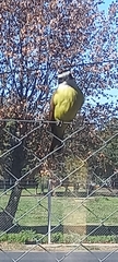 Pitangus sulphuratus