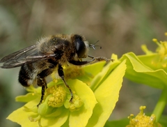 Platynochaetus setosus