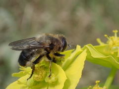 Platynochaetus setosus