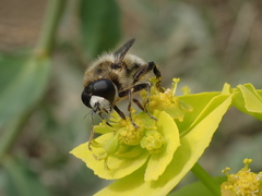 Platynochaetus setosus