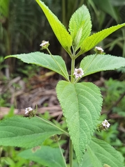Lantana trifolia