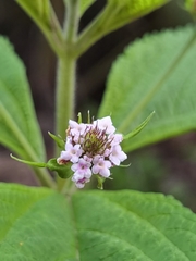 Lantana trifolia